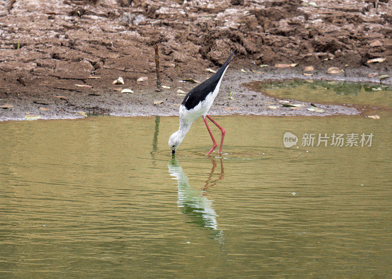 黑翅高脚鹬(Himantopus Himantopus)在池塘里觅食。